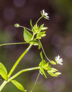 Fotografia 15 da espécie Stellaria neglecta no Jardim Botânico UTAD