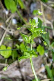 Fotografia da espécie Stellaria neglecta