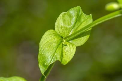 Fotografia da espécie Stellaria neglecta