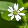 Fotografia 18 da espécie Stellaria neglecta do Jardim Botânico UTAD