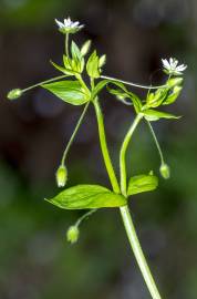 Fotografia da espécie Stellaria neglecta