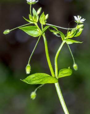 Fotografia 19 da espécie Stellaria neglecta no Jardim Botânico UTAD