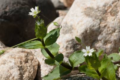 Fotografia da espécie Stellaria neglecta