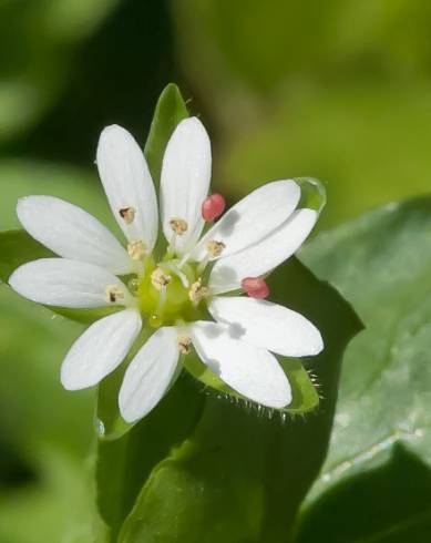 Fotografia de capa Stellaria neglecta - do Jardim Botânico