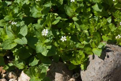 Fotografia da espécie Stellaria neglecta