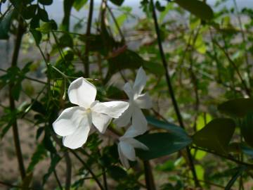 Fotografia da espécie Jasminum officinale