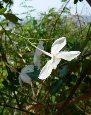 Fotografia 10 da espécie Jasminum officinale no Jardim Botânico UTAD