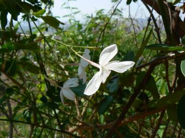 Fotografia da espécie Jasminum officinale