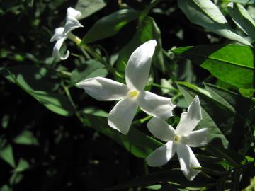 Fotografia da espécie Jasminum officinale