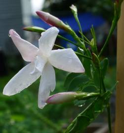 Fotografia da espécie Jasminum officinale