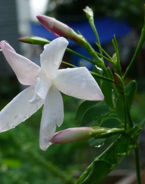 Fotografia 12 da espécie Jasminum officinale no Jardim Botânico UTAD