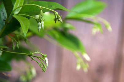 Fotografia da espécie Jasminum officinale