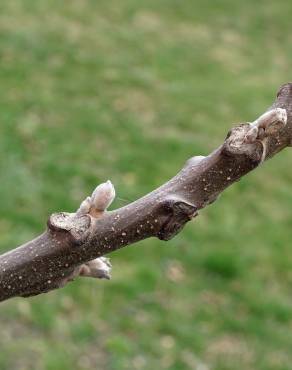 Fotografia 5 da espécie Juglans nigra no Jardim Botânico UTAD