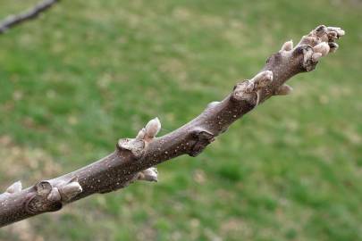 Fotografia da espécie Juglans nigra