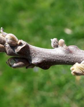 Fotografia 6 da espécie Juglans nigra no Jardim Botânico UTAD