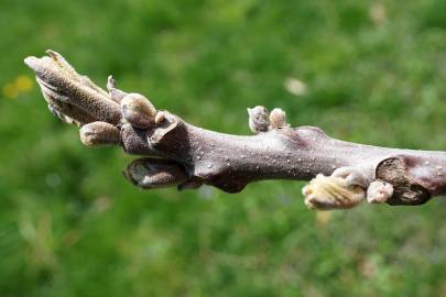 Fotografia da espécie Juglans nigra