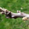 Fotografia 6 da espécie Juglans nigra do Jardim Botânico UTAD