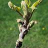 Fotografia 7 da espécie Juglans nigra do Jardim Botânico UTAD