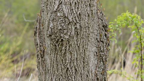 Fotografia da espécie Juglans nigra