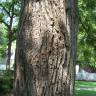 Fotografia 9 da espécie Juglans nigra do Jardim Botânico UTAD