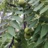 Fotografia 10 da espécie Juglans nigra do Jardim Botânico UTAD