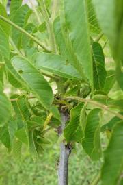 Fotografia da espécie Juglans nigra