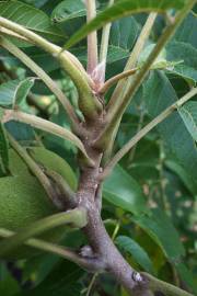 Fotografia da espécie Juglans nigra