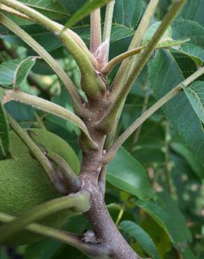 Fotografia 14 da espécie Juglans nigra no Jardim Botânico UTAD