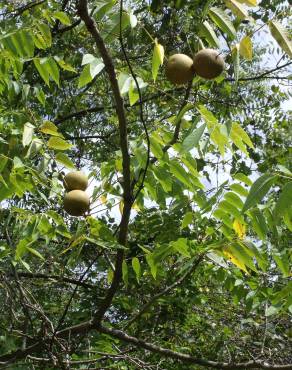 Fotografia 16 da espécie Juglans nigra no Jardim Botânico UTAD