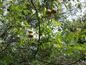 Fotografia da espécie Juglans nigra