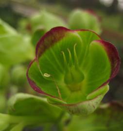 Fotografia da espécie Helleborus foetidus