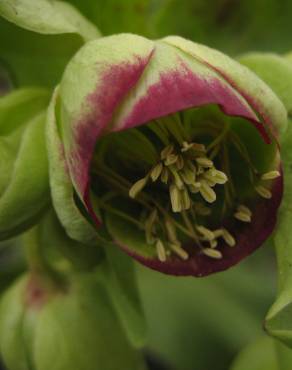 Fotografia 5 da espécie Helleborus foetidus no Jardim Botânico UTAD