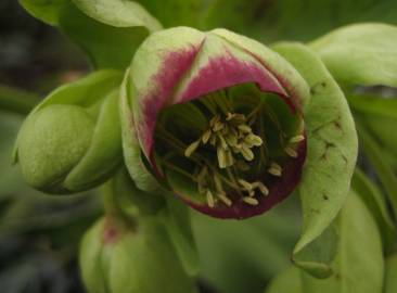 Fotografia da espécie Helleborus foetidus