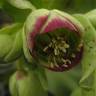 Fotografia 5 da espécie Helleborus foetidus do Jardim Botânico UTAD