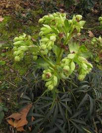 Fotografia da espécie Helleborus foetidus