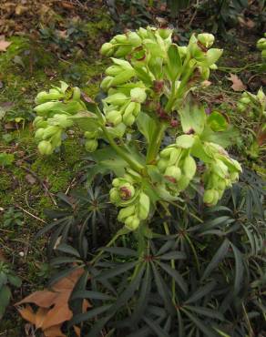 Fotografia 6 da espécie Helleborus foetidus no Jardim Botânico UTAD