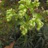 Fotografia 6 da espécie Helleborus foetidus do Jardim Botânico UTAD