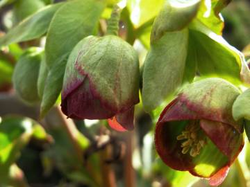 Fotografia da espécie Helleborus foetidus