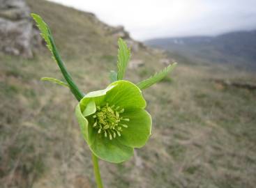 Fotografia da espécie Helleborus foetidus