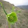 Fotografia 8 da espécie Helleborus foetidus do Jardim Botânico UTAD