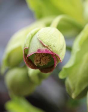 Fotografia 1 da espécie Helleborus foetidus no Jardim Botânico UTAD