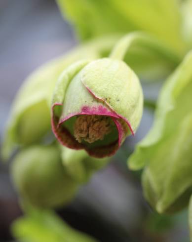 Fotografia de capa Helleborus foetidus - do Jardim Botânico