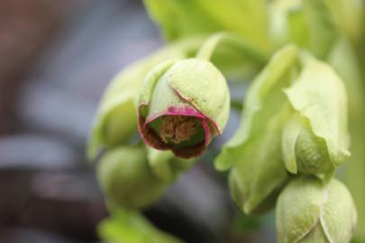 Fotografia da espécie Helleborus foetidus