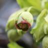 Fotografia 1 da espécie Helleborus foetidus do Jardim Botânico UTAD