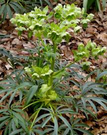 Fotografia da espécie Helleborus foetidus