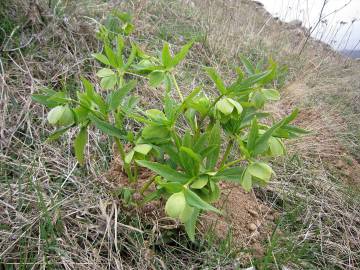 Fotografia da espécie Helleborus foetidus