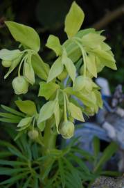 Fotografia da espécie Helleborus foetidus