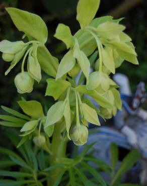 Fotografia 13 da espécie Helleborus foetidus no Jardim Botânico UTAD