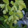 Fotografia 13 da espécie Helleborus foetidus do Jardim Botânico UTAD