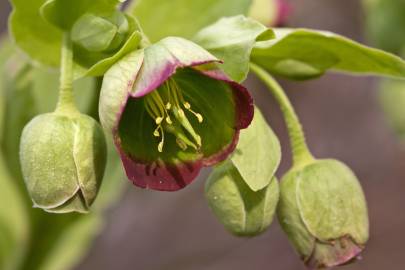 Fotografia da espécie Helleborus foetidus